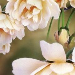 Кухонный фартук Цветы 066 МДФ матовый (3000) Flowers в Ноябрьске - noyabrsk.mebel24.online | фото