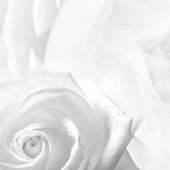 Кухонный фартук Цветы 217 МДФ матовый (3000) Flowers в Ноябрьске - noyabrsk.mebel24.online | фото